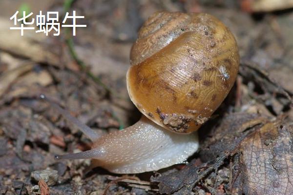 蜗牛的牙齿在哪，密集、整齐地排列在舌头上