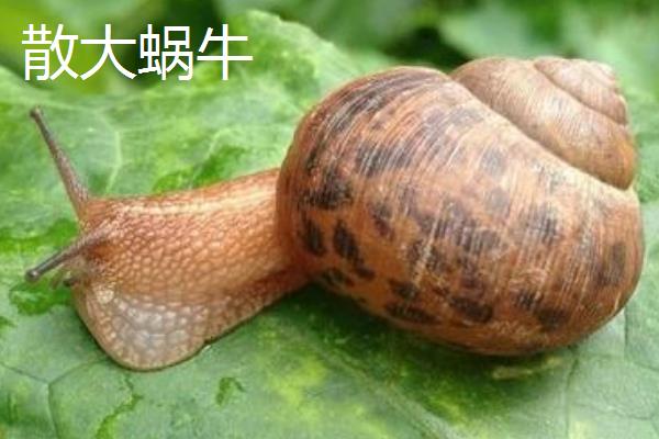 蜗牛的牙齿在哪，密集、整齐地排列在舌头上