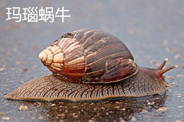 蜗牛的牙齿在哪，密集、整齐地排列在舌头上