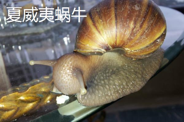 蜗牛的牙齿在哪，密集、整齐地排列在舌头上