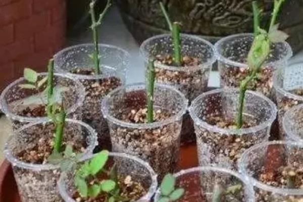 分株和扦插有什么区别，前者带有根系或芽点、后者需重新生根发芽