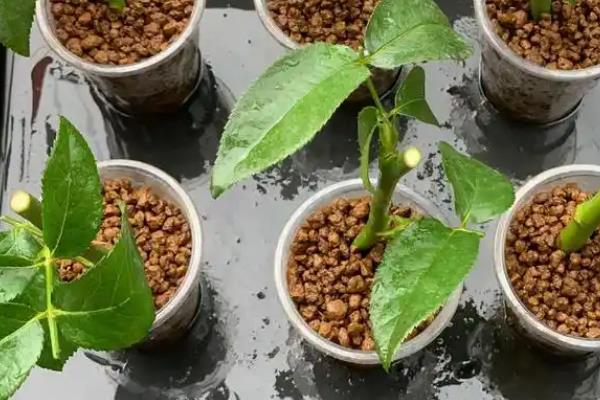 分株和扦插有什么区别，前者带有根系或芽点、后者需重新生根发芽