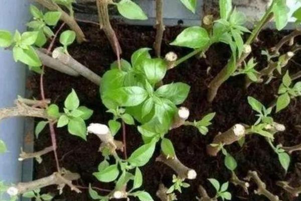 分株和扦插有什么区别，前者带有根系或芽点、后者需重新生根发芽