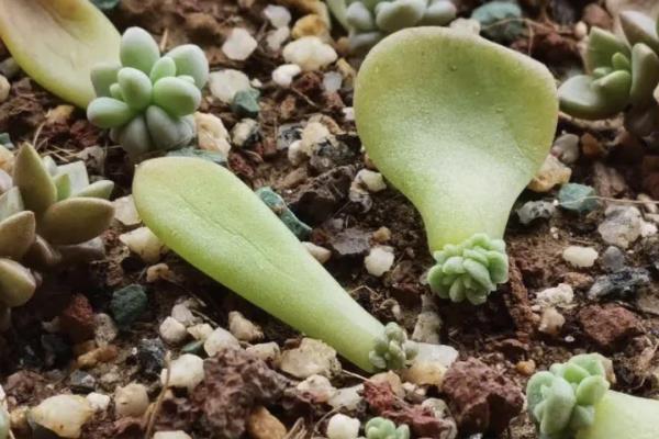 分株和扦插有什么区别，前者带有根系或芽点、后者需重新生根发芽
