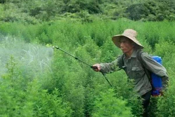 喷施除草剂第二天下雨会不会影响效果，主要取决于药物种类、降雨量和时长