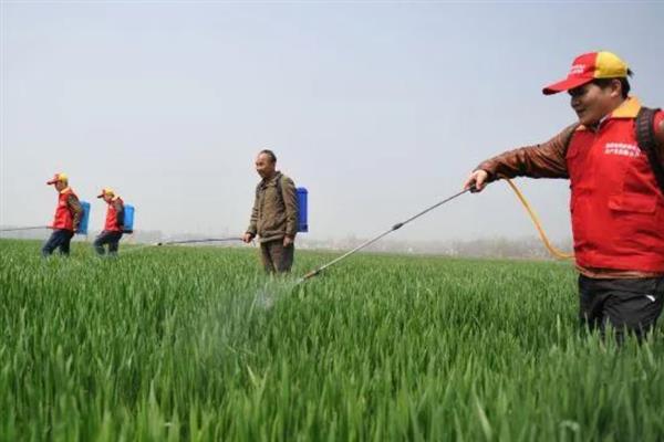 喷施除草剂第二天下雨会不会影响效果，主要取决于药物种类、降雨量和时长