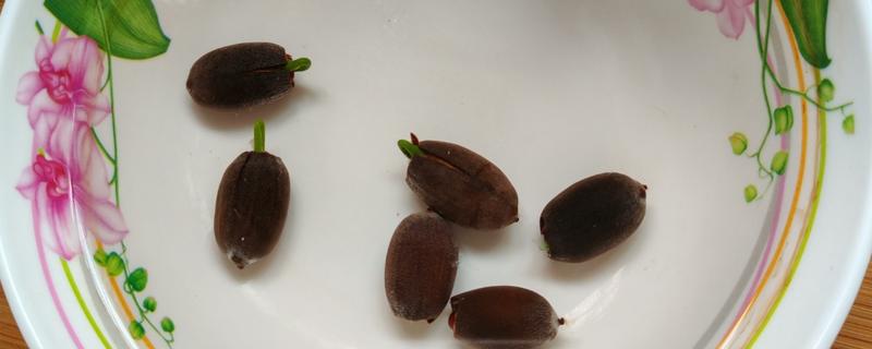碗莲的种子如何种植，种植前需浸种催芽