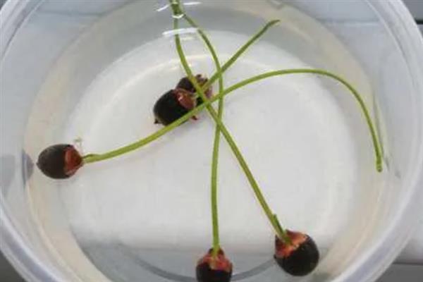碗莲的种子如何种植，种植前需浸种催芽