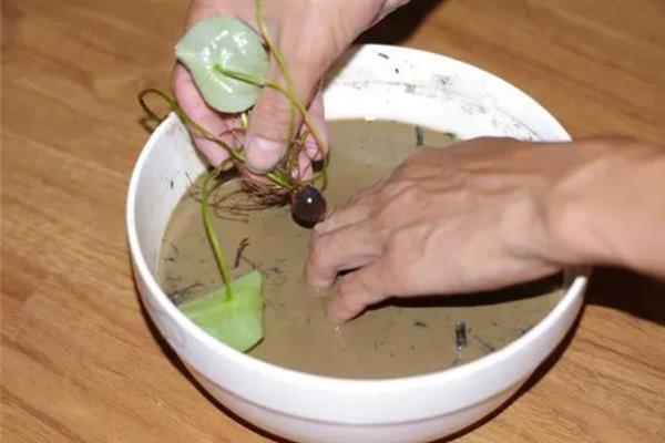 碗莲的种子如何种植，种植前需浸种催芽