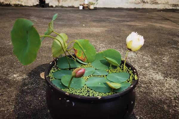 碗莲的种子如何种植，种植前需浸种催芽