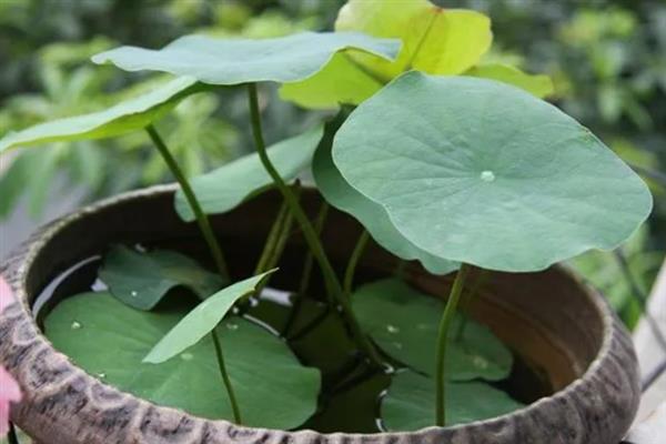 碗莲的种子如何种植，种植前需浸种催芽