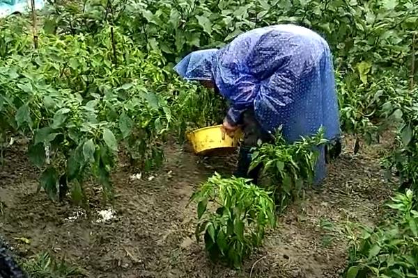 甜椒为什么不坐果，缓苗期过长、通风不及时是主要因素