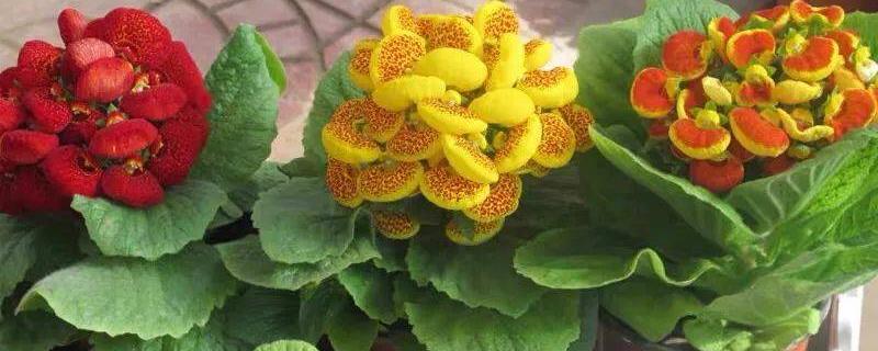 荷包花如何种植，一般选在秋季种植