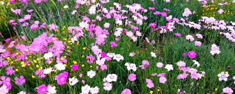 石竹枯萎后还会不会长，枯萎后还会长