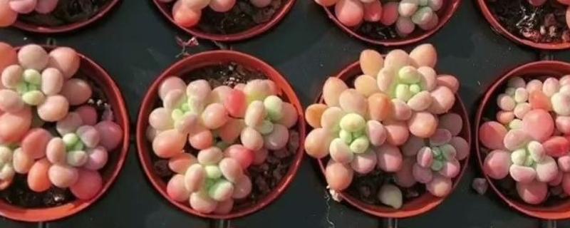 鱼子酱多肉与洛可可的区别是什么，主要在于叶片和习性不同