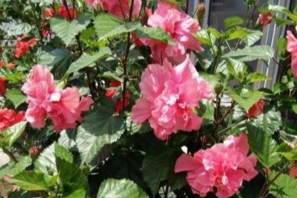 桑叶牡丹开花养殖方式，首先确保充足的光照