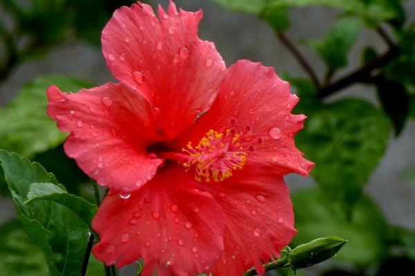 桑叶牡丹开花养殖方式，首先确保充足的光照