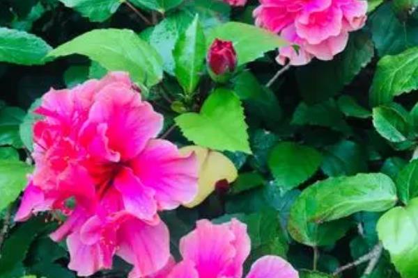 桑叶牡丹开花养殖方式，首先确保充足的光照