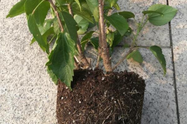 桑叶牡丹开花养殖方式，首先确保充足的光照