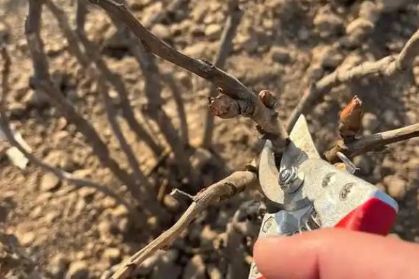 桑叶牡丹开花养殖方式，首先确保充足的光照