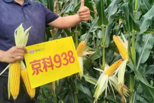 京科938玉米种的简介，抗倒伏、抗旱和耐涝能力较强