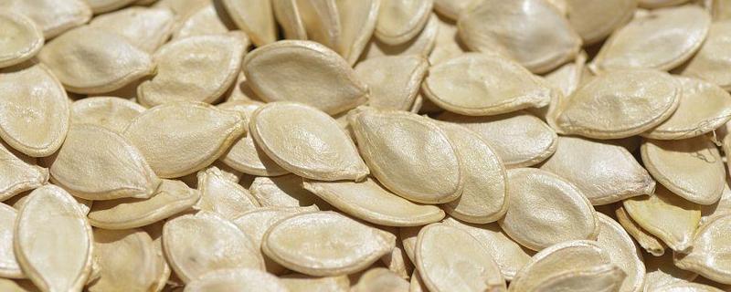 西葫芦种子能不能吃，是可以食用的