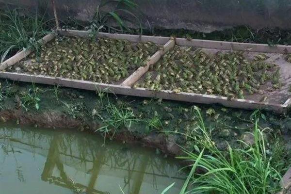 养殖青蛙有哪些注意事项，选择养殖场地是关键