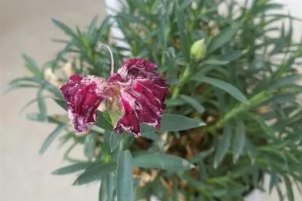 石竹枯萎后还会不会长，枯萎后还会长