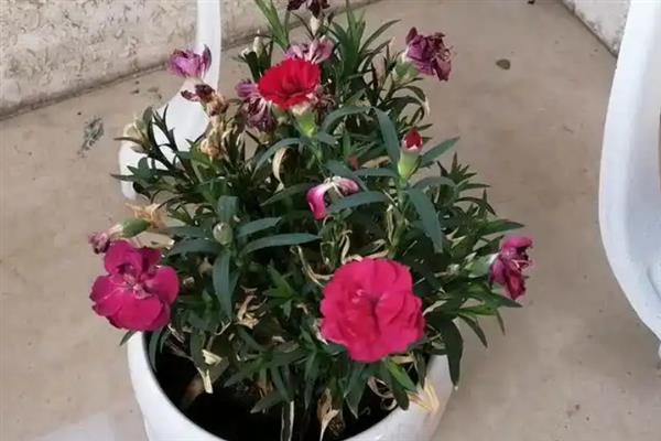 石竹枯萎后还会不会长，枯萎后还会长