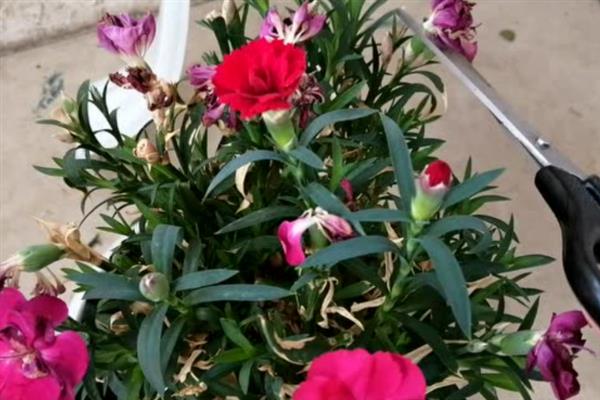 石竹枯萎后还会不会长，枯萎后还会长