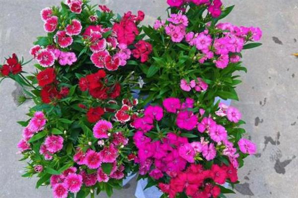 石竹枯萎后还会不会长，枯萎后还会长