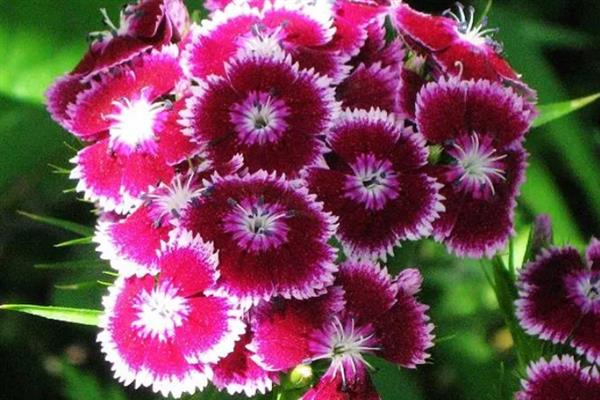 石竹枯萎后还会不会长，枯萎后还会长