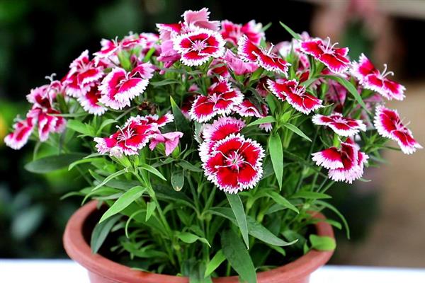 石竹枯萎后还会不会长，枯萎后还会长