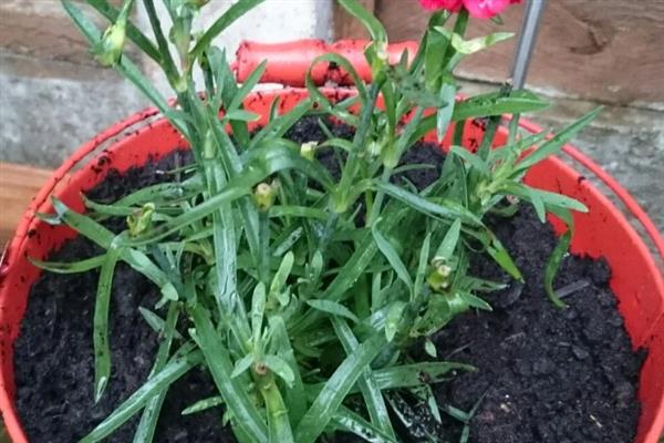 石竹枯萎后还会不会长，枯萎后还会长