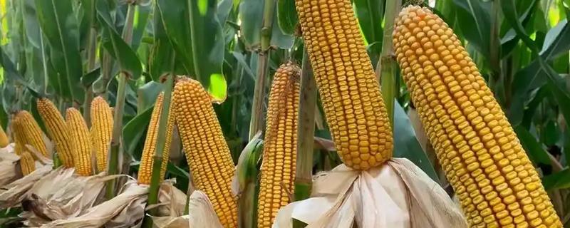 玉米高产施肥方法，在拔节至穗分化期间追肥能增加籽粒数量
