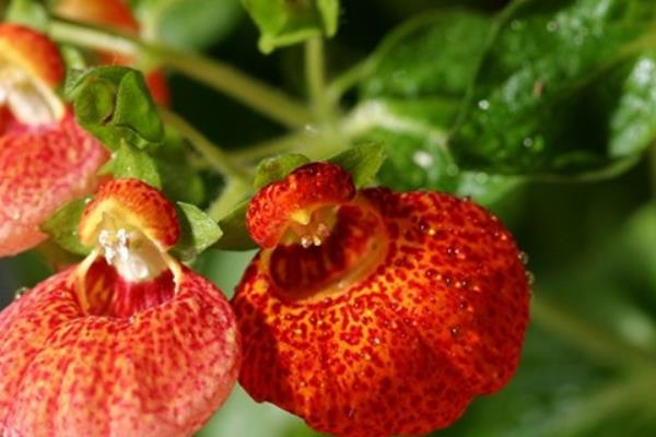 荷包花如何种植,一般选在秋季种植