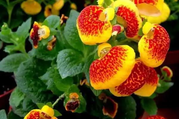 荷包花如何种植,一般选在秋季种植