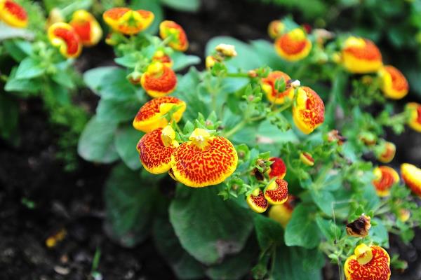荷包花如何种植,一般选在秋季种植
