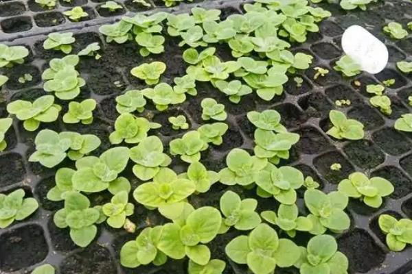 荷包花如何种植,一般选在秋季种植