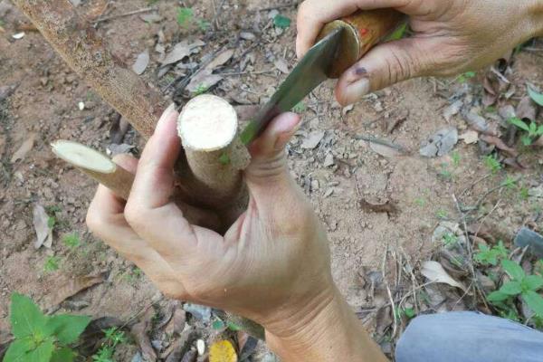 荔枝的嫁接对象，与荔枝树嫁接才能结果