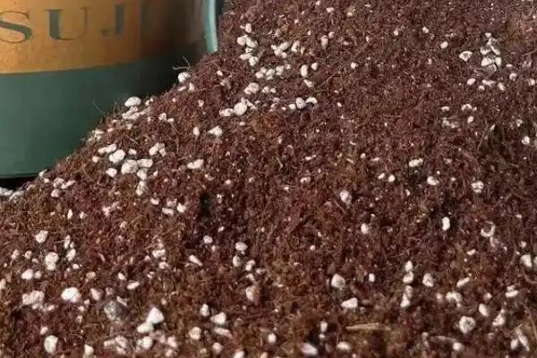 荷包花如何种植,一般选在秋季种植