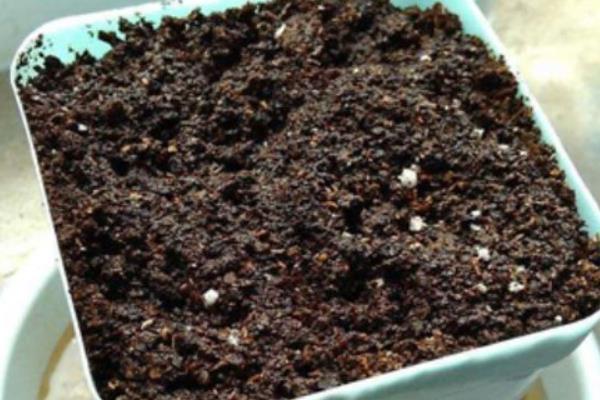 荷包花如何种植,一般选在秋季种植