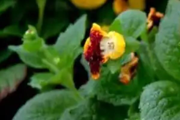 荷包花如何种植,一般选在秋季种植