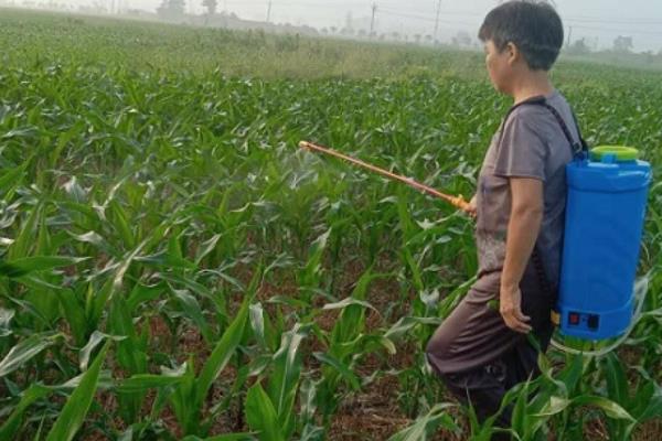 什么时候打玉米杀虫剂，可以在播种期、苗期、心叶期打