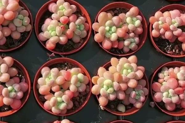 鱼子酱多肉与洛可可的区别是什么，主要在于叶片和习性不同