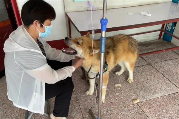 狗狗拉黑屎的原因，可能是肠胃创伤或药物使用不当所致