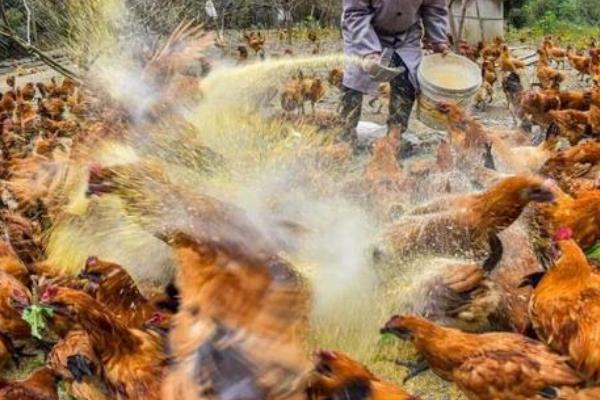 鸡吃什么饲料长得快，可投喂能量饲料、蛋白质饲料等