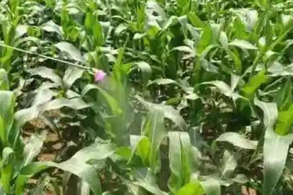 什么时候打玉米杀虫剂，可以在播种期、苗期、心叶期打