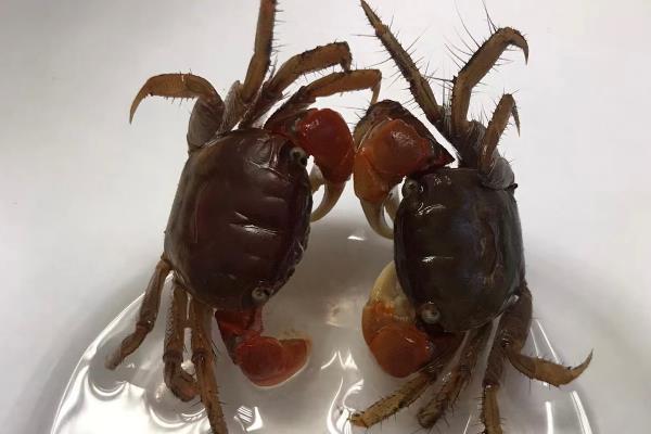 水果蟹吃什么,以鱼虾、水草、水藻等动植物为食