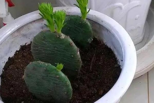 怎么种刚剪下来的仙人掌，花盆要选择泥盆或瓦盆